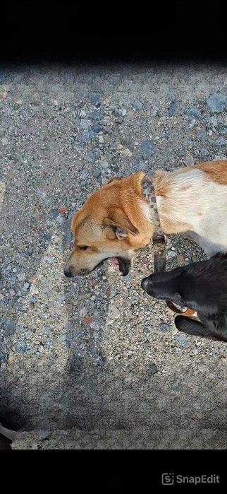 Пропал пес! Помогите найти!