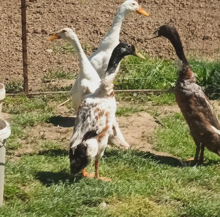 Vând rățoi indieni(rațoi alergători)