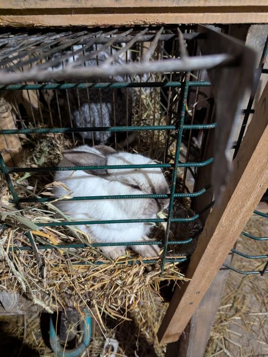 Кролики 3 крольчихи 2 крол 1