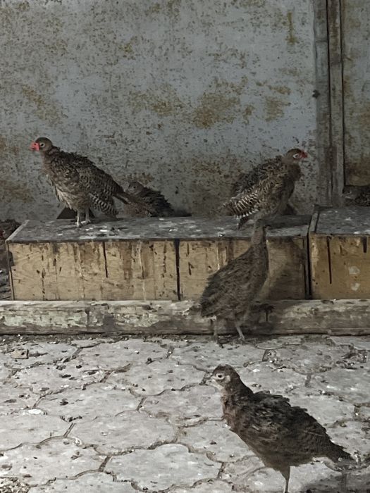 Фазаны промысловые