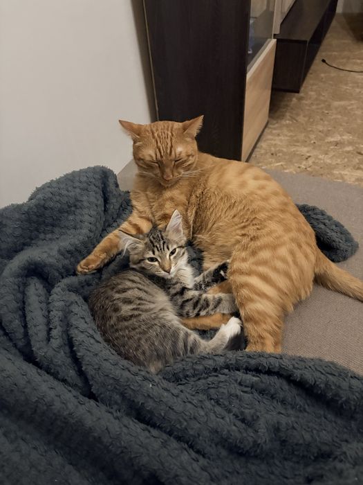 Котенок девочка бесплатно