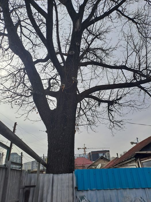 Продам дерево Дуб,  Недорого