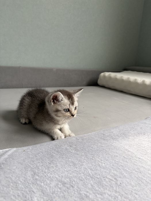 Шотландский котенок