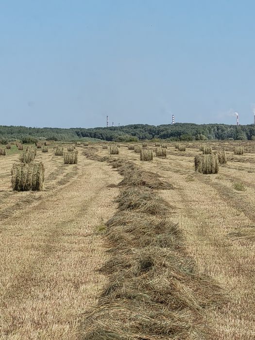 Сено ранний покос в рулоне луговое