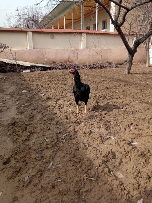 Макен сотилади зотка