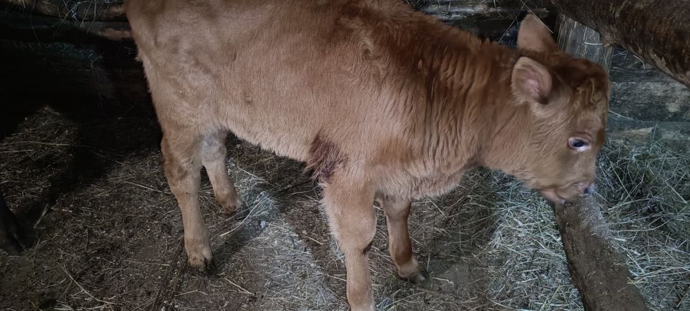 Телята, бычки, оптом.