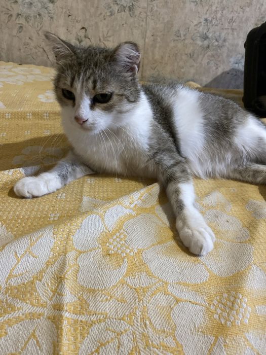 Пристраивается кот и кошка