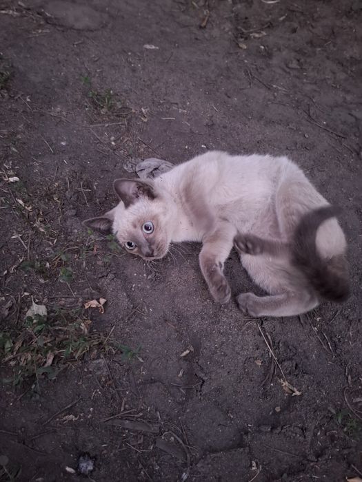 Отдам  красивых котят