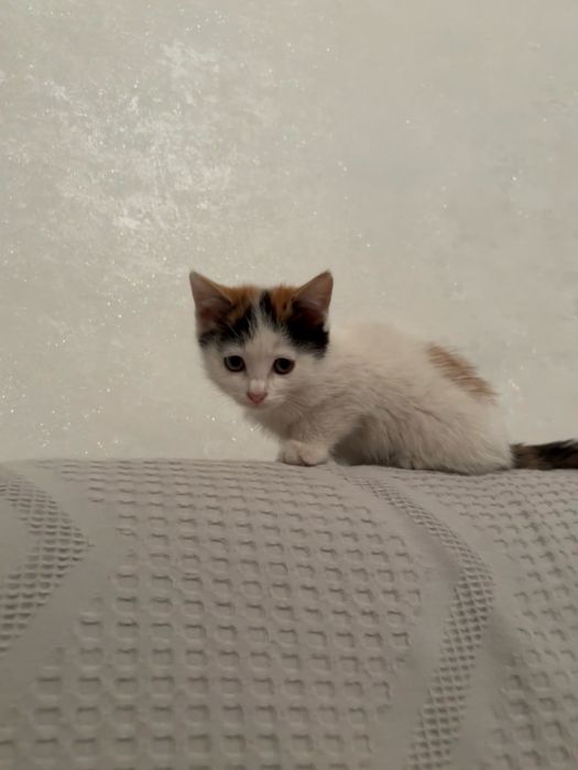 Отдам котят бесплатно