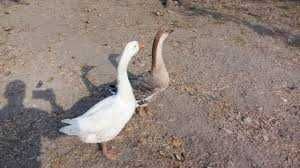 Курка ва Гоз сотилади