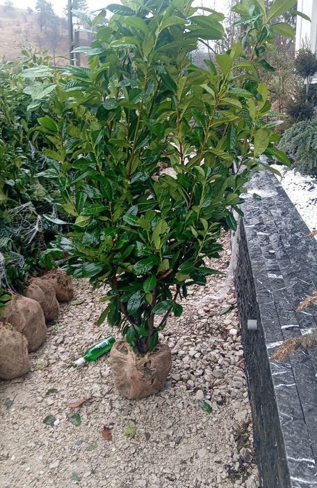 Laur englezesc photinia Red Robin leilandi