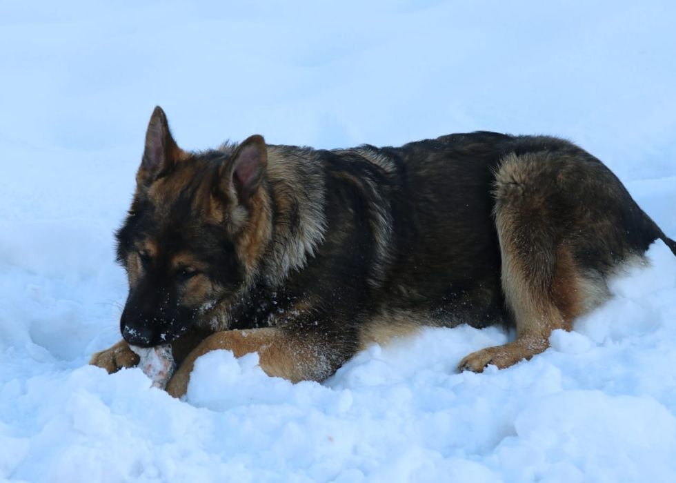 Немецкая овчарка, 6 мес мальчик и девочка