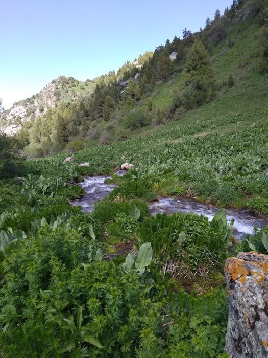 Участок под откорм скота (8га)