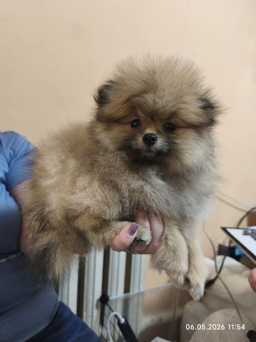 Продам девочку шпица