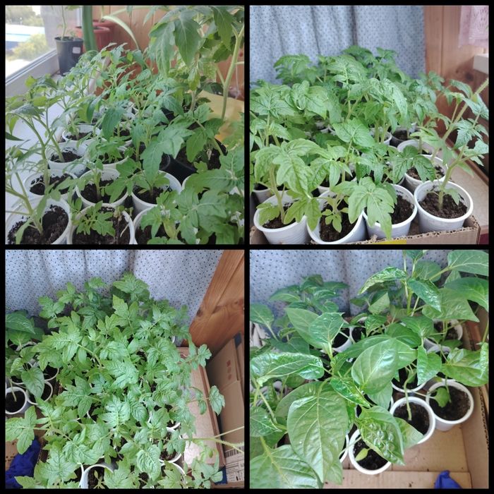 Продам рассаду помидоры, перец