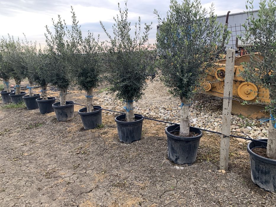 Maslin Olea Europaea pe rod