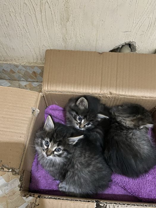 Котята ищут дом!!!