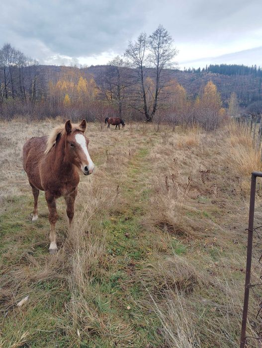 Mânz de vânzare! Armăsar