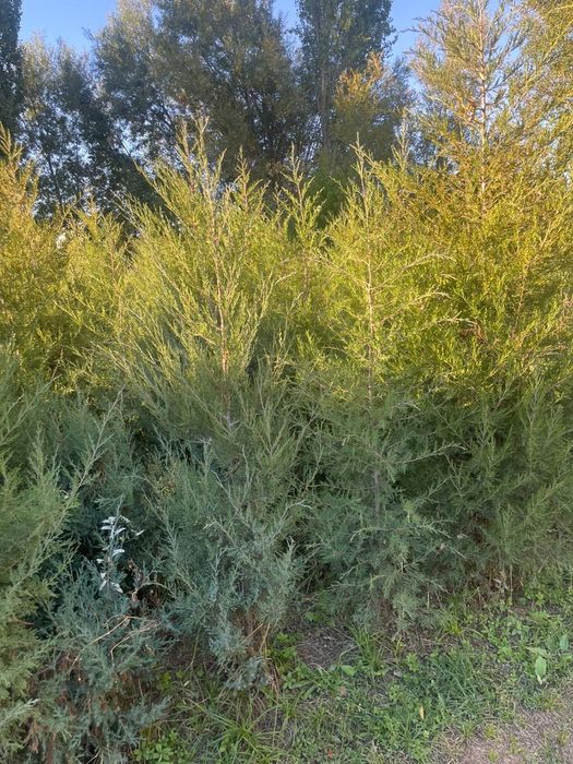 Мажавиник ёлка в огороде