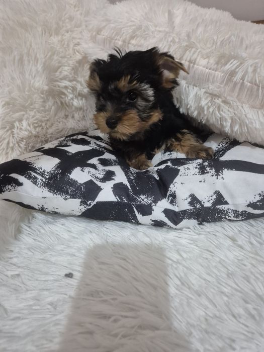 Йоркширски териер