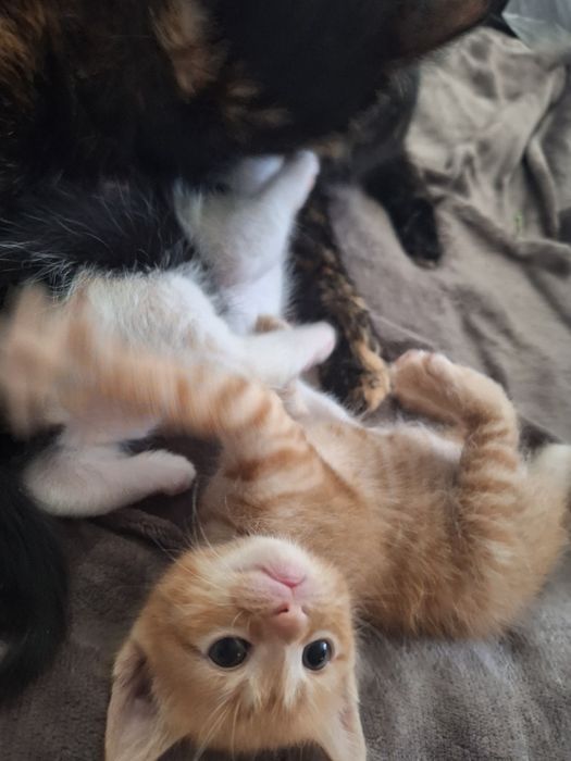 ПОДАРЯВАМ котенца