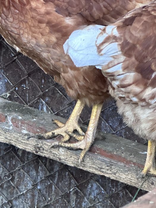 Продам куриц Ломан Браун