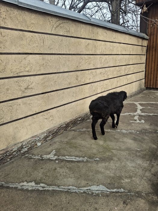 Тоқтылар бар семиз