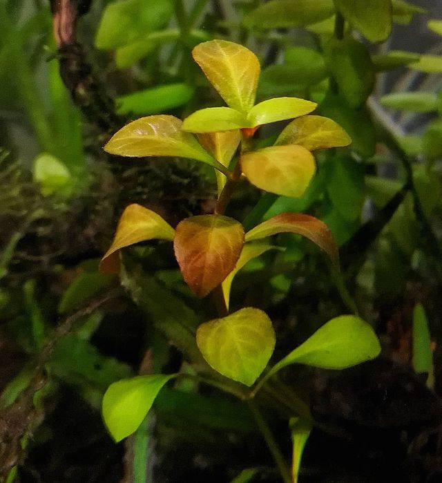 Аквариумные растения