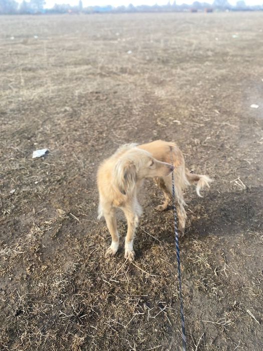 Продам тазы кобель