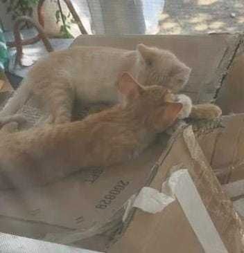 Котята рыжие мальчики