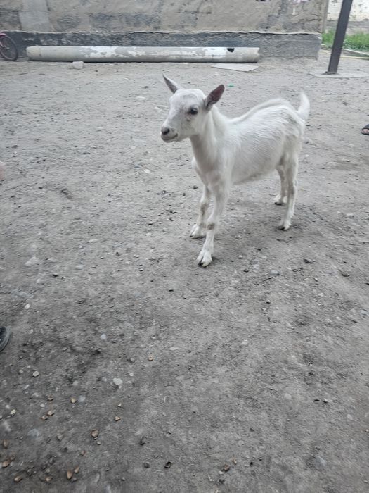 Козел пародистый