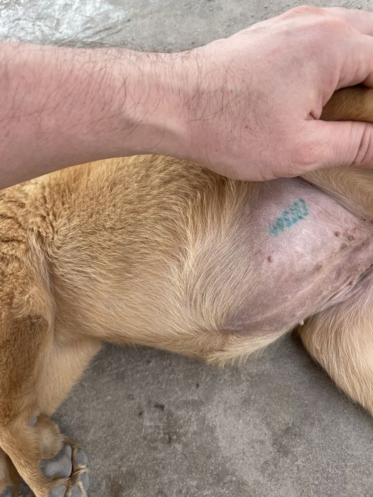 Продам Лабрадор-ретривер