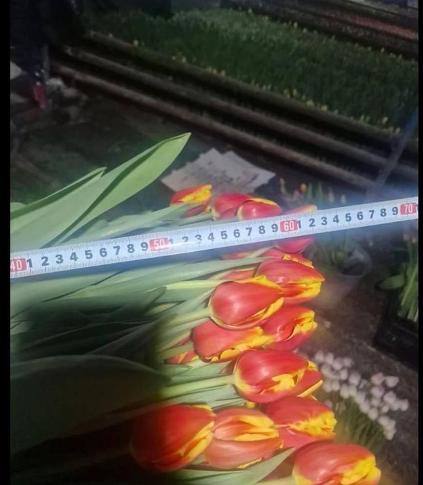 Тюльпаны оптом 300 тенге за шт