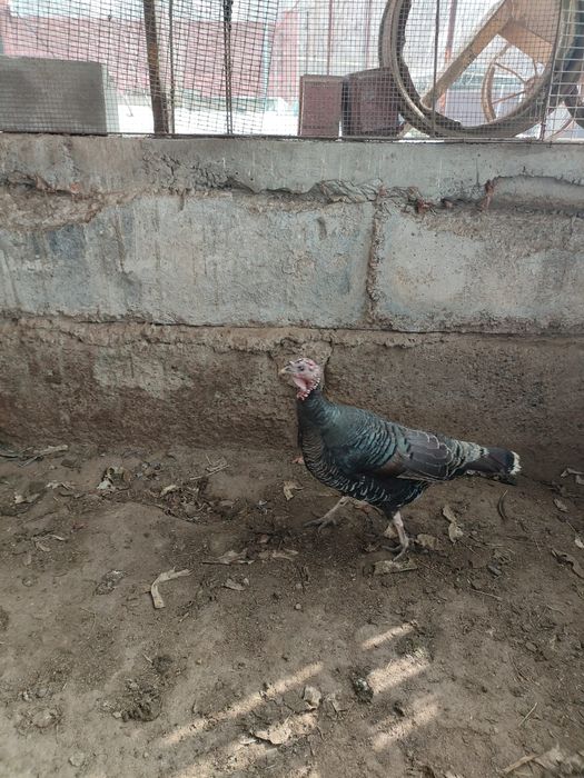 Продам две индюшки