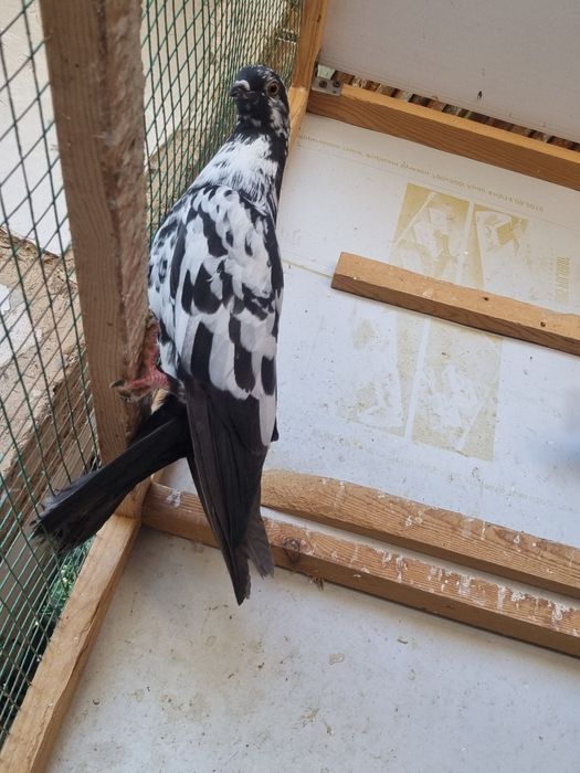 Arzon Kaptarla sotiladi