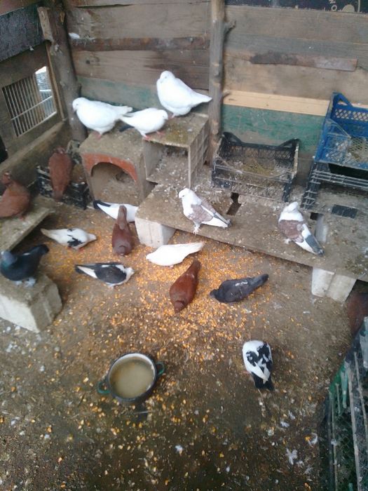 Porumbei jucători și misirlii, galateni și găini pitici de vânzare