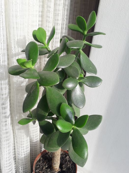 Комнатный цветок Монстера