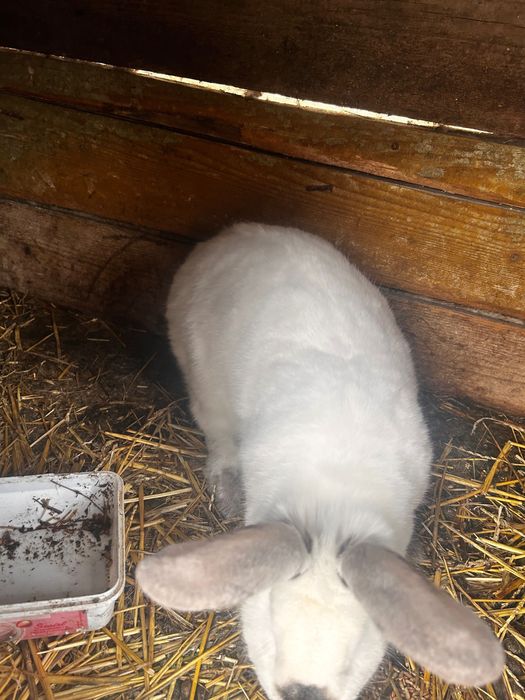 Iepurași de vânzare