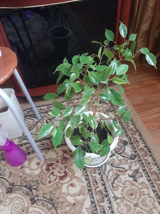 Продам фикус Бенджамина