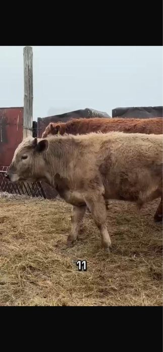 Продам бычков с откорма