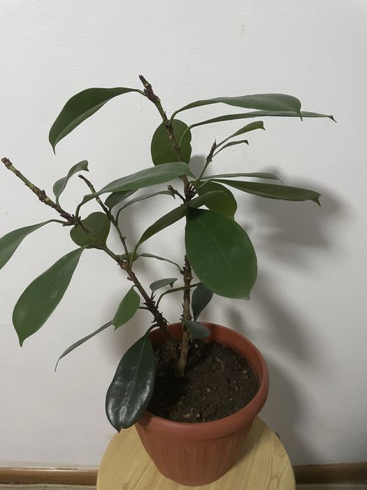 Ореховый фикус