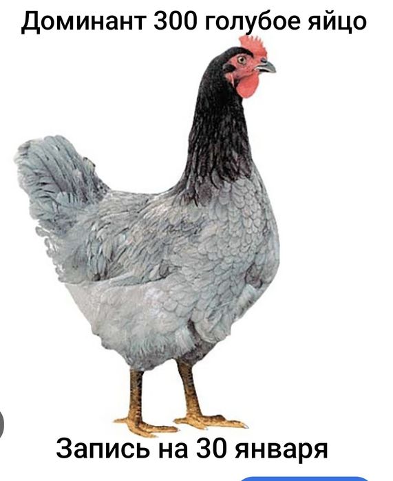 Инкубационое яйцо Доминант.