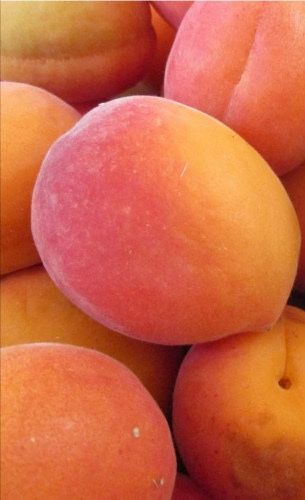 Продавам кайсия за ракия