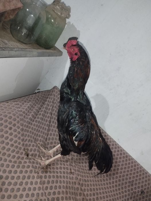 Дакан петухи 6 шт