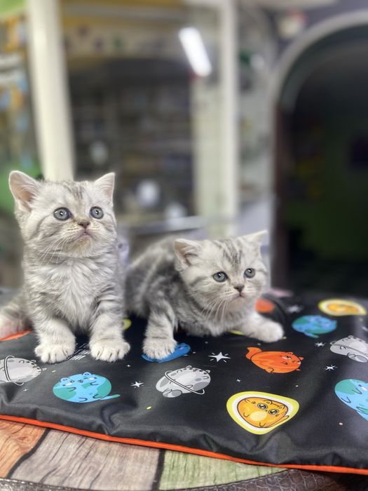 Котята британцы из питомника!