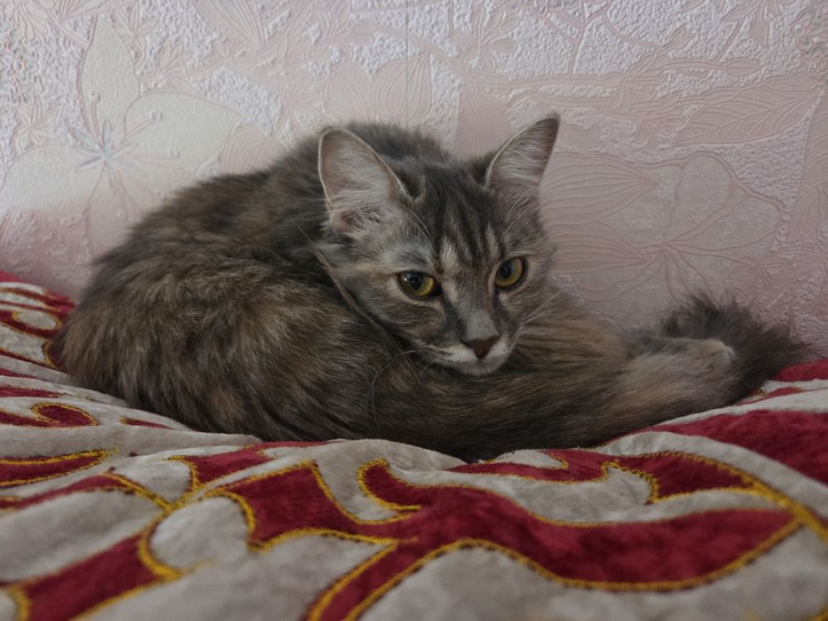 Котенок, митис сибирской, 8 мес