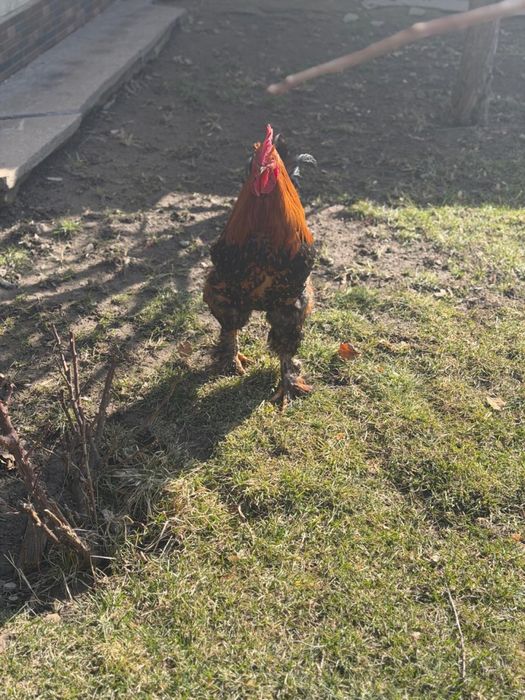 Петухи прошлогодние