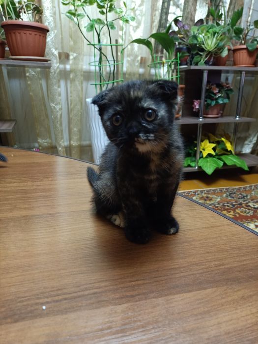 Продам милых котят