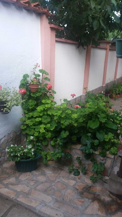 Продава се Къща в с. Бутан, Област Враца - 360 кв.м за 190 €/кв.м - Снимка #3