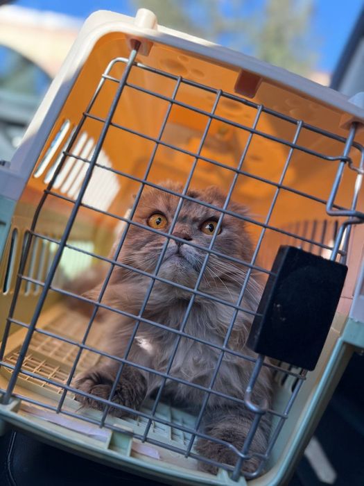 Skotish fold heyland